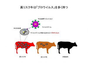 高リスク牛は「プロウイルス」を多く持つ--牛白血病ウイルス遺伝子検査--